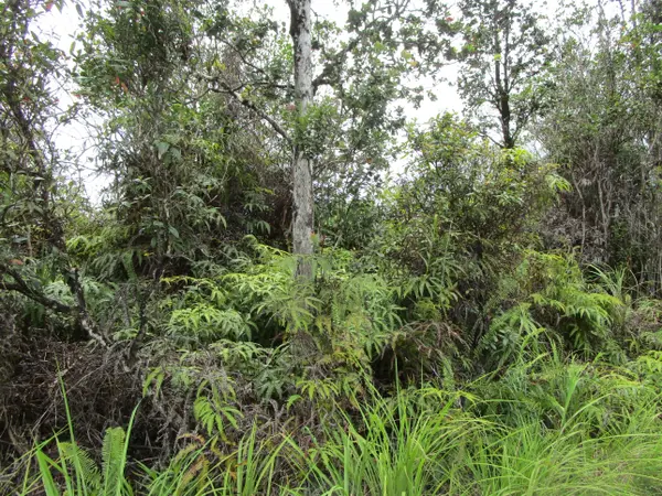 ROAD 7 (OPEAPEA), Kurtistown, HI 96760