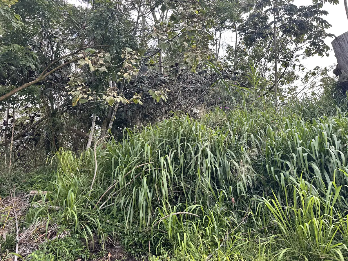 ROAD 5, Mountain View, HI 96771