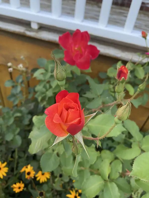 3264 Johnston AVE, Cornwall, ON K6K 1H3