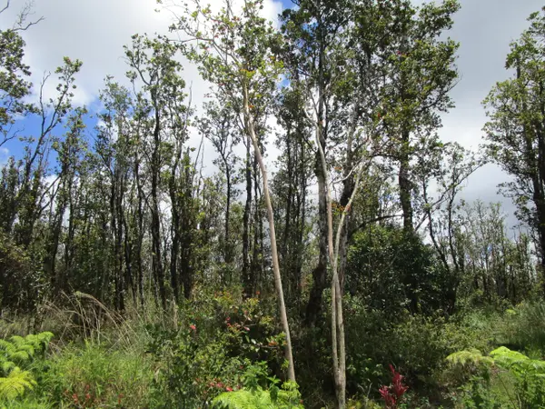 KOKOKAHI RD, Volcano, HI 96785