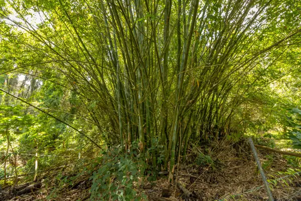 47-4630 CANE HAUL RD, Honokaa, HI 96727