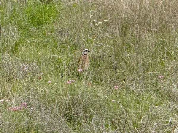 1124 County Road 322, Voss, TX 76888