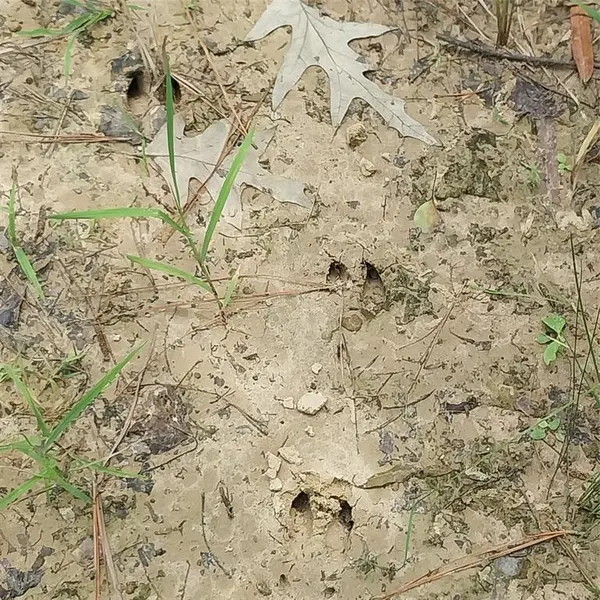 267 Pease Road, Haughton, LA 71037