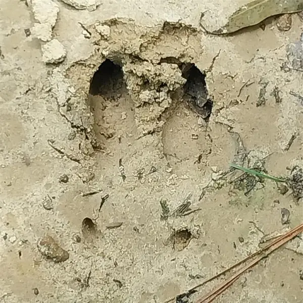 267 Pease Road, Haughton, LA 71037