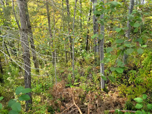 4 FOX RUN LN #32, Huntsville, ON P1H 1E3