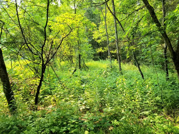 35 MOUNT VERNON TRL #26, Huntsville, ON P1H 1E3