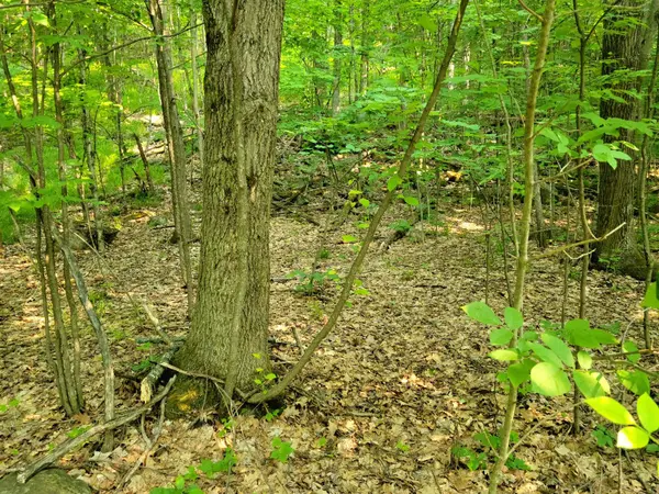 26 MOUNT VERNON TRL #19, Huntsville, ON P1H 1E3