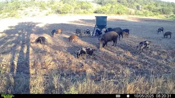 15100 County Road 129, Brownwood, TX 76801