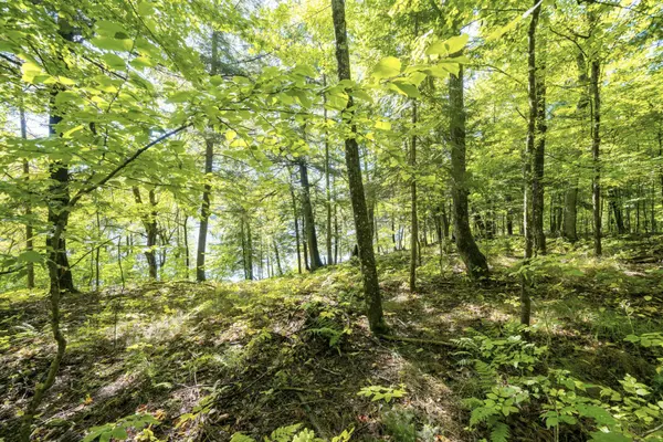 10 STILLWATER LN, Huntsville, ON P1H 2J2