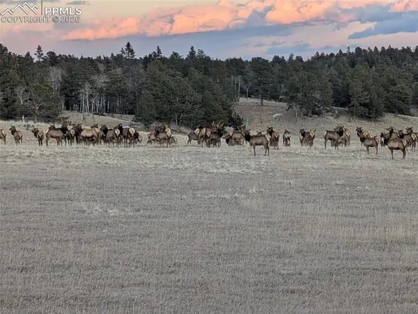 284 County Road 511 RD, Divide, CO 80814