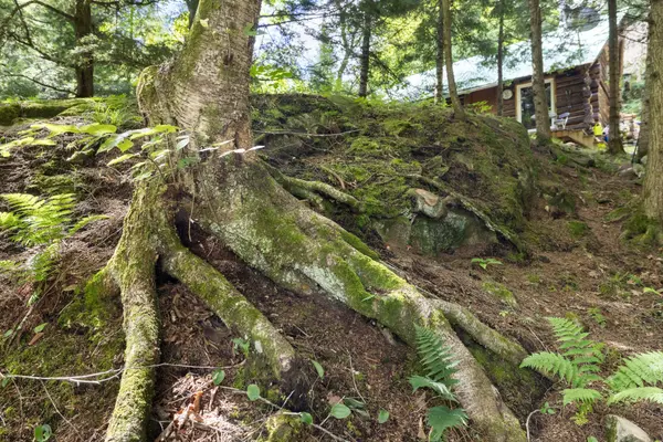 24163 Highway 7 HWY, Frontenac, ON K0H 2P0