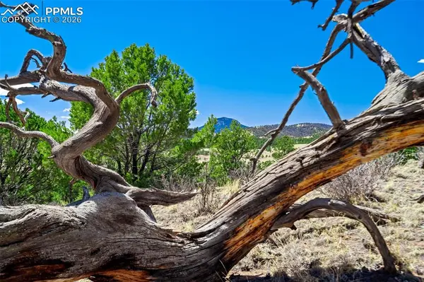 422 Buck DR, Guffey, CO 80820