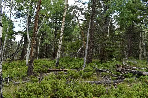 205 Timberline DR, Guffey, CO 80820