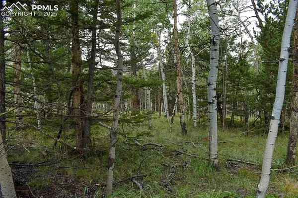 205 Timberline DR, Guffey, CO 80820