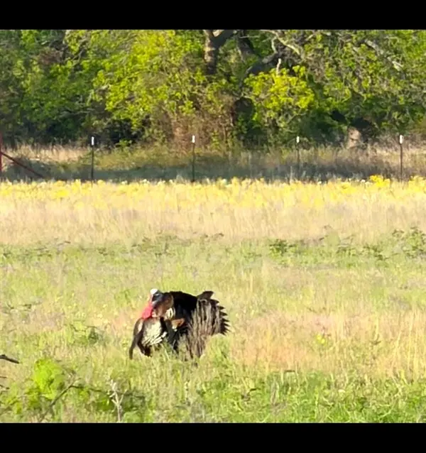 TBD County Road 225, Rising Star, TX 76471