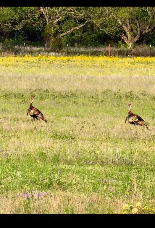 TBD County Road 225, Rising Star, TX 76471