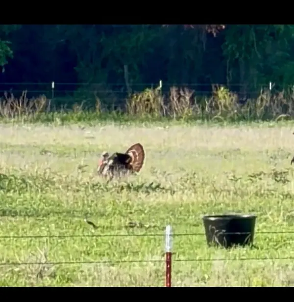 TBD County Road 225, Rising Star, TX 76471