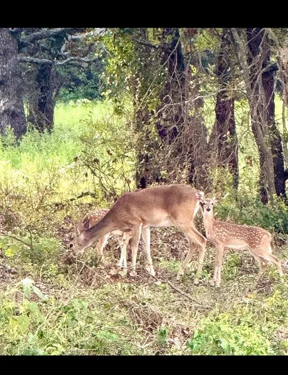 TBD County Road 225, Rising Star, TX 76471