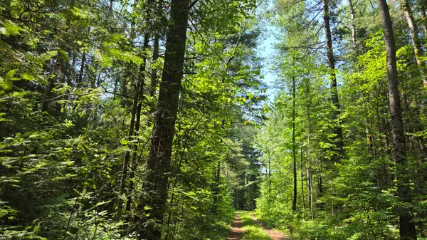 00 (31253) Highway 41 HWY, Bonnechere Valley, ON K0J 1T0