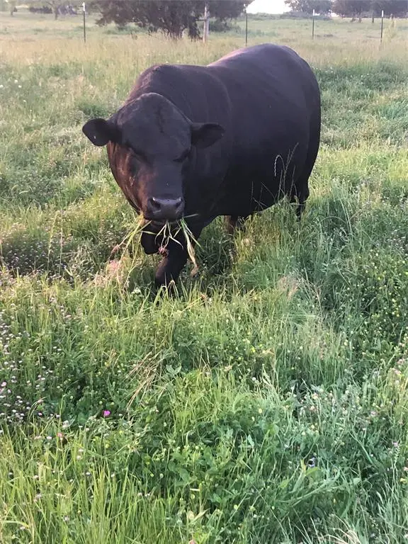 2515 County 141 Road, Kaufman, TX 75142