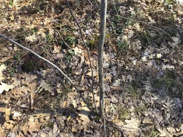 80 VL Mackinaw TRL, Haringchartertownship_wexford, MI 49601