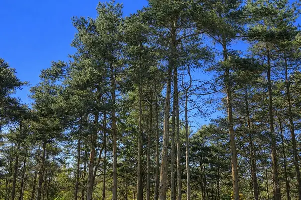 8922 Cedar Creek DR, Springvaletownship_emmet, MI 49770