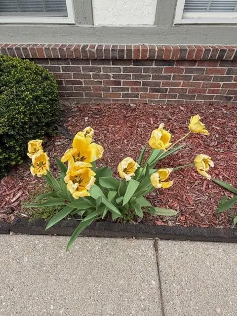 41488 Wild Turkey LN, Cantonchartertownship_wayne, MI 48188