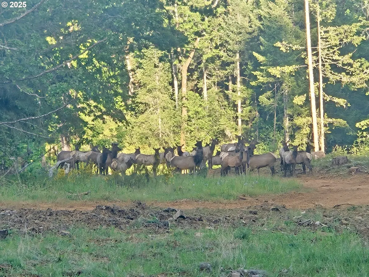 11896 SW DUPEE VALLEY RD, Mc Minnville, OR 97128