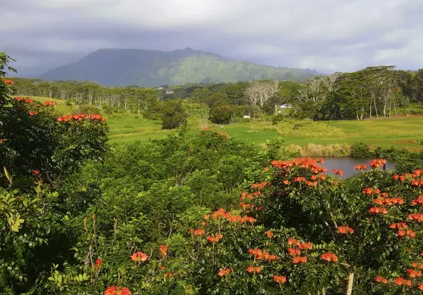 #7E, Kapaa, HI 96746