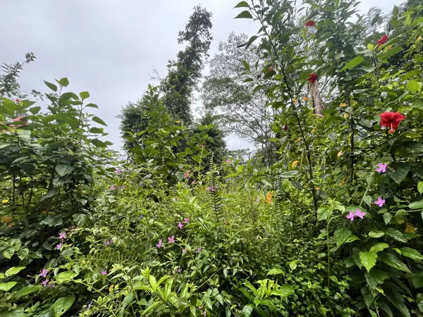 LEHUA RD, Pahoa, HI 96778