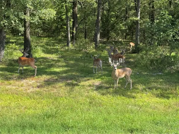 Lot 71 Anchor, Quinlan, TX 75474