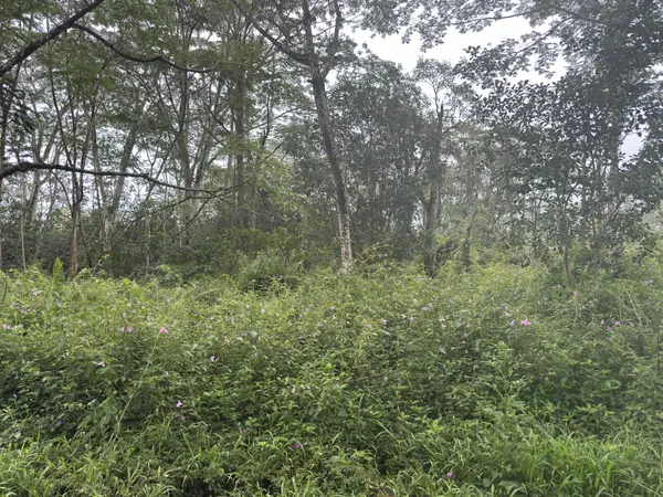 PAHOA CIRCLE, Pahoa, HI 96778