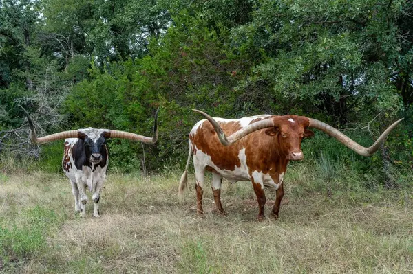 2707 County Road 247, Hico, TX 76457
