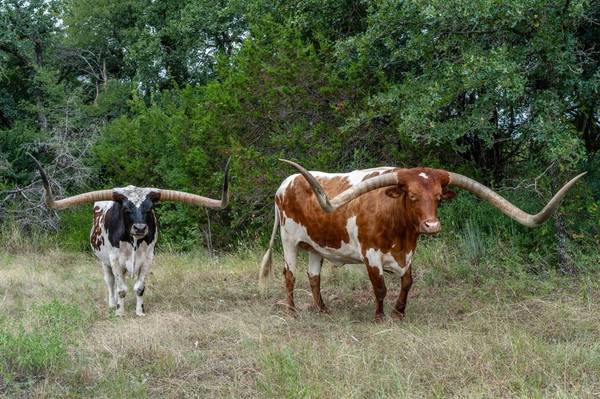 2707 County Road 247, Hico, TX 76457