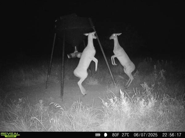 999 CR3805, Bailey, TX 75413