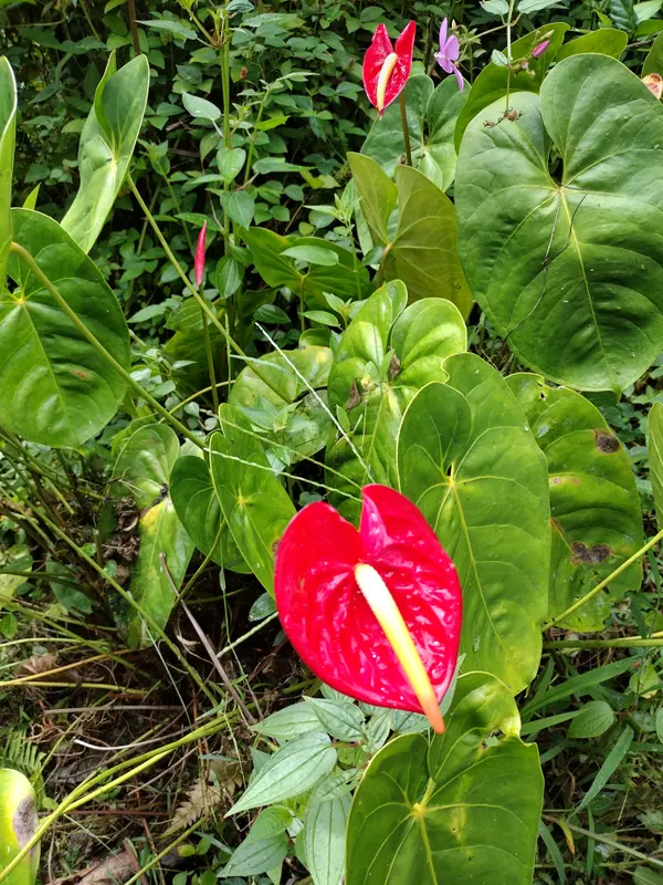 13-3486 MAILE ST, Pahoa, HI 96778
