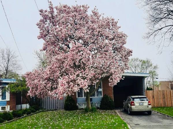 154 Luscombe ST, Hamilton, ON L9A 2K3