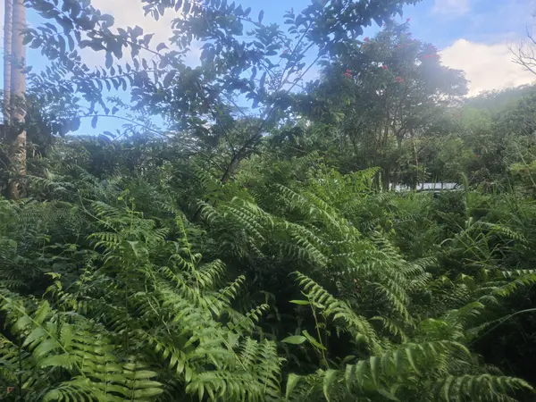 KEKAUONOHE ST, Pahoa, HI 96778