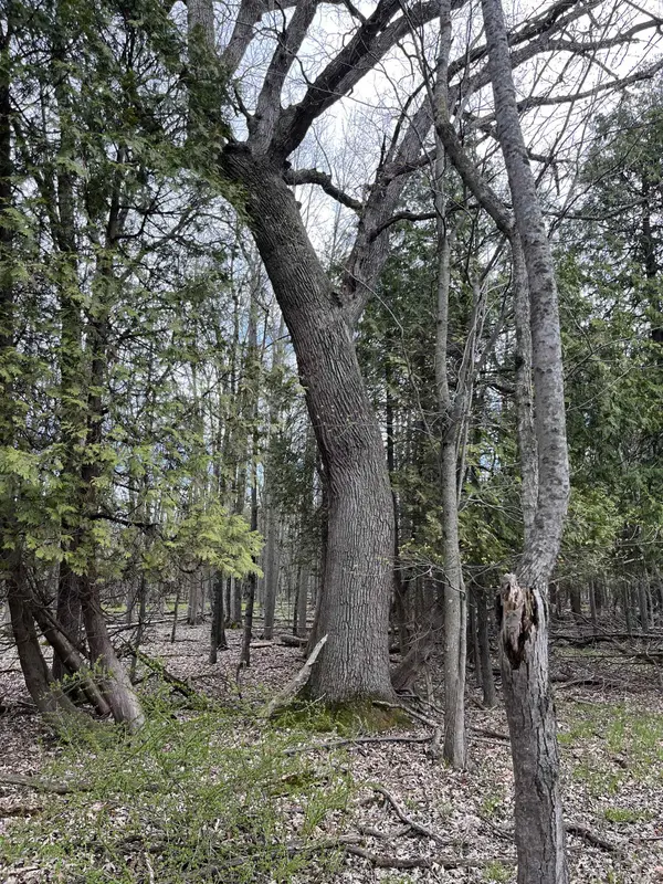NKA Pine River RD, Standish Twp, MI 48658