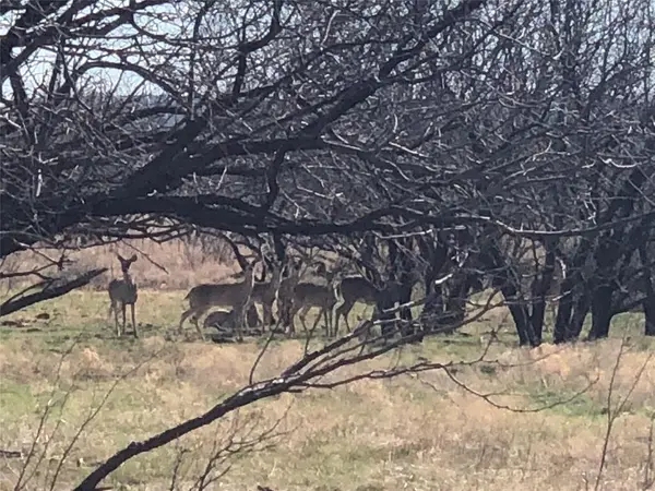 90 Acres TBD Bacacita Farms Road, Abilene, TX 79602
