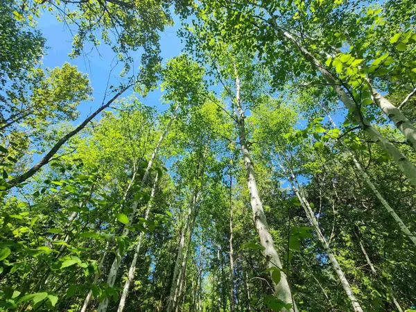 15X Ski Hill Rd, Lutsen, MN 55612