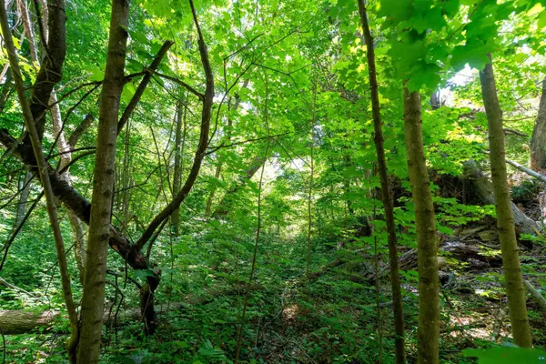 0.33 Acres on S 4th St, Bayfield, WI 54814