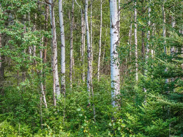 Tract C Highway 21, Babbitt, MN 55706-0000