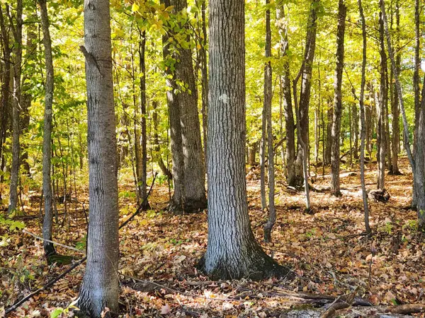 XXX Raspberry Ln, Bayfield, WI 54814