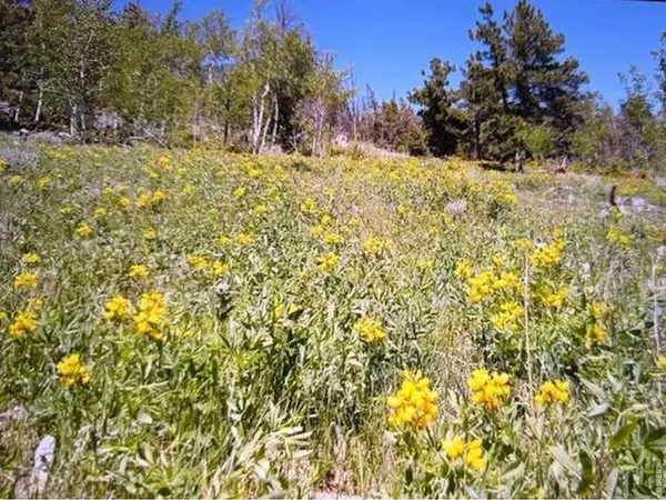 215 Murdock, Red Feather Lakes, CO 80545