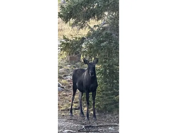 9562 CO RD 18, Fairplay, CO 80440