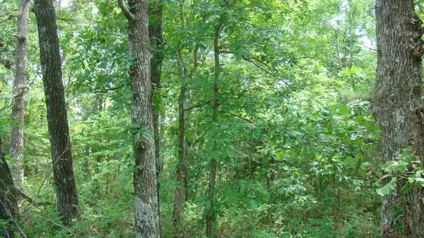 Tbd State Route Y, Mountain View, MO 65548