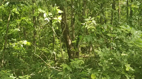 Lot142 143 Farm Road 1255, Shell Knob, MO 65747