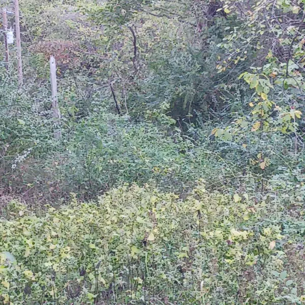 Lots 13,14 Martingale Dr., Theodosia, MO 65761