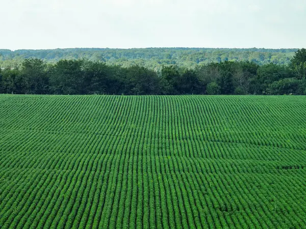 000 Lawrence 1232, Marionville, MO 65705
